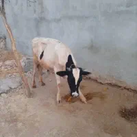 گوساله نر