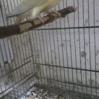 طوطی گرینچیک مونچیک