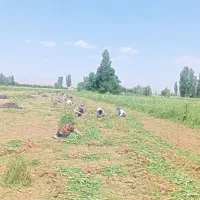 سرکارگم.بااکیپ‌کاری‌منظم