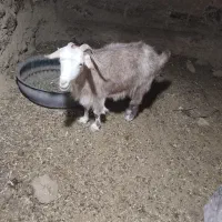 بز جوان محلی