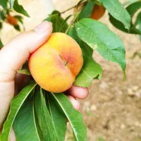 هلو|خوردنی و آشامیدنی|زالیان, |دیوار