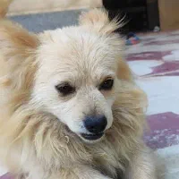سگ پامر