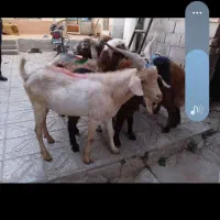 نر بز سانن،گوشت گوسفند