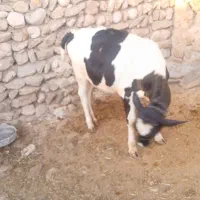 گوساله|حیوانات مزرعه|ایذه, |دیوار