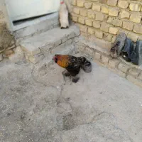 خروس‌