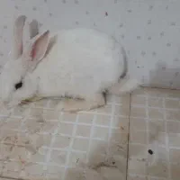 خرگوش