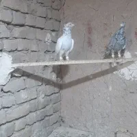 کبوتر|پرنده|ملک‌آباد, |دیوار
