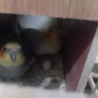 عروس هلندی با تخم