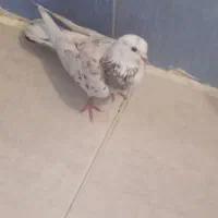 کفتر جنازه ..
