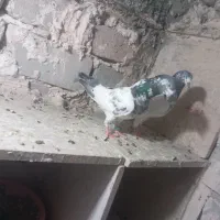 کبوتر تیدی