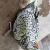 جوجه عروس هلندی