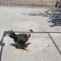 یک عدد جوجه گردن لخت سالم