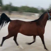 مادیون شکم طلا  با کره نریون ۳ ماهه