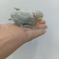 ۴ عدد کوتوله سرلاکی