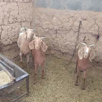 کره سه قلو سالم و سرحال 5ماه و نیمه