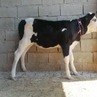 1راس گوساله سیمینتال ماده خوراکخور جنس