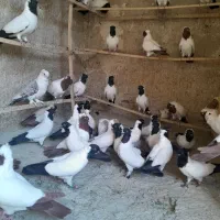 کبوتر زینتی پرستویی