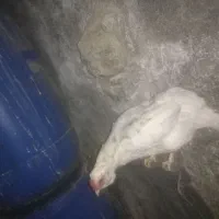 مرغ گلین