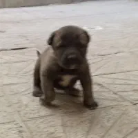 توله ماده سرابی اصیل