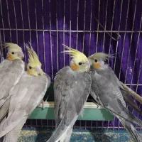 عروس هلندی