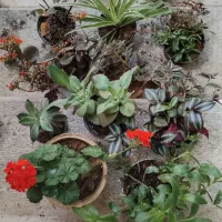 گل و گیاه طبیعی   فروش ویژه