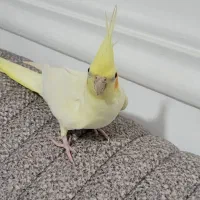 عروس هلندی ماده