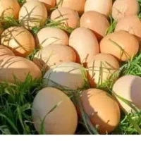 تخم مرغ برهما لاری مرند قرسی