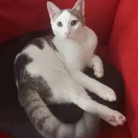 گربم گمشده