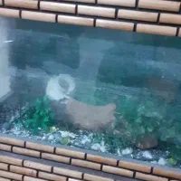 آکواریوم زیبا به شکل کلبه