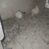 ۱۲۳۴|پرنده|چرام, |دیوار
