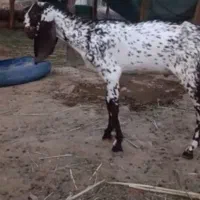 بز غاله پنجابی تا دو سه ماهه اخام