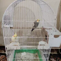 دو عدد عروس هلندی