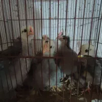 جوجه کوشین