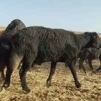 گوسفند