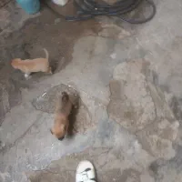 پاگوتا روباهی