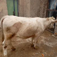 دو راس گوساله ماده شاروله وسیمنتال