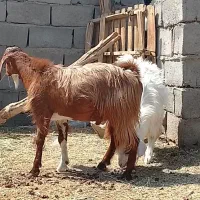 دوتا چپش نری چاق چاق