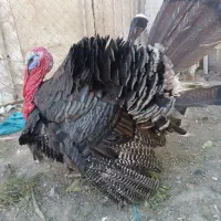 بوقلمون