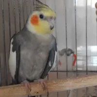 عروس گمشده