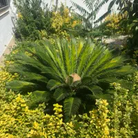 سیکاس و فیکوس