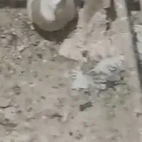 ۱۳ عددکبوتر طوقی