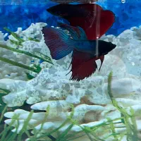 ماهی|ماهی|اصفهان, الهیه|دیوار