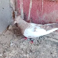 سینه سرخ کاکلی