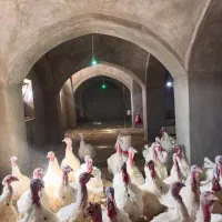 پروار بندی بوقلمون بیوتی ارگانیک