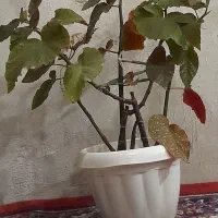 گل عروس بزرگ
