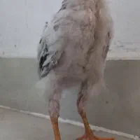 جوجه مرغ