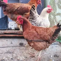 مرغ