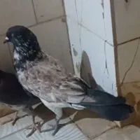 کبوتر تهرانی
