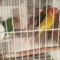 یک جفت طوطی برزیلی مولد به همراه یک جوجه دون خور