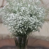 گل عروس